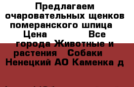 Предлагаем очаровательных щенков померанского шпица › Цена ­ 15 000 - Все города Животные и растения » Собаки   . Ненецкий АО,Каменка д.